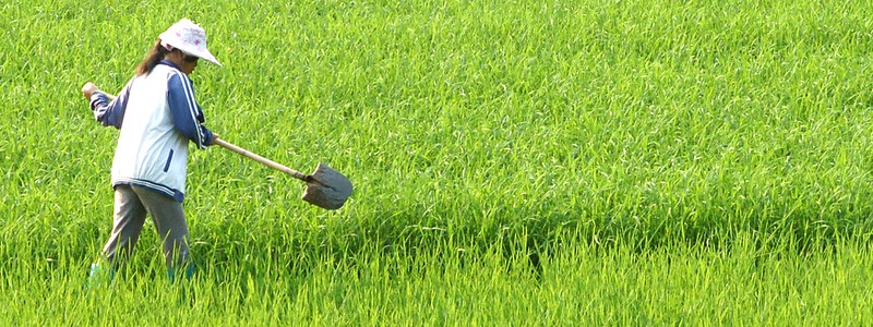 rice field - japan