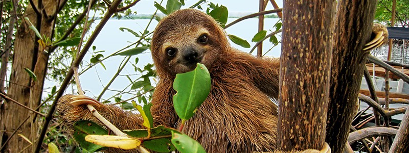 Smiling baby Brown-throated Three-toed sloth in the mangrove, Caribbean,  Costa Rica
